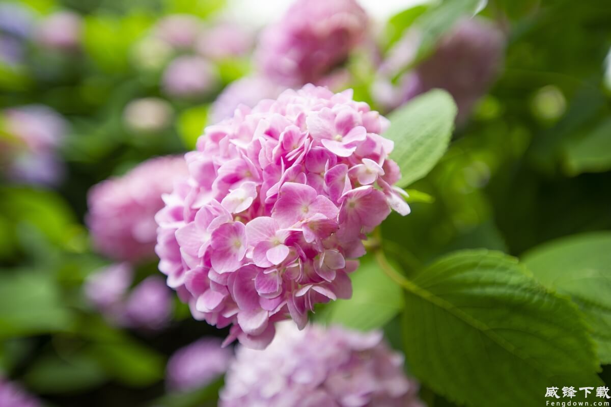 绣球花4k壁纸