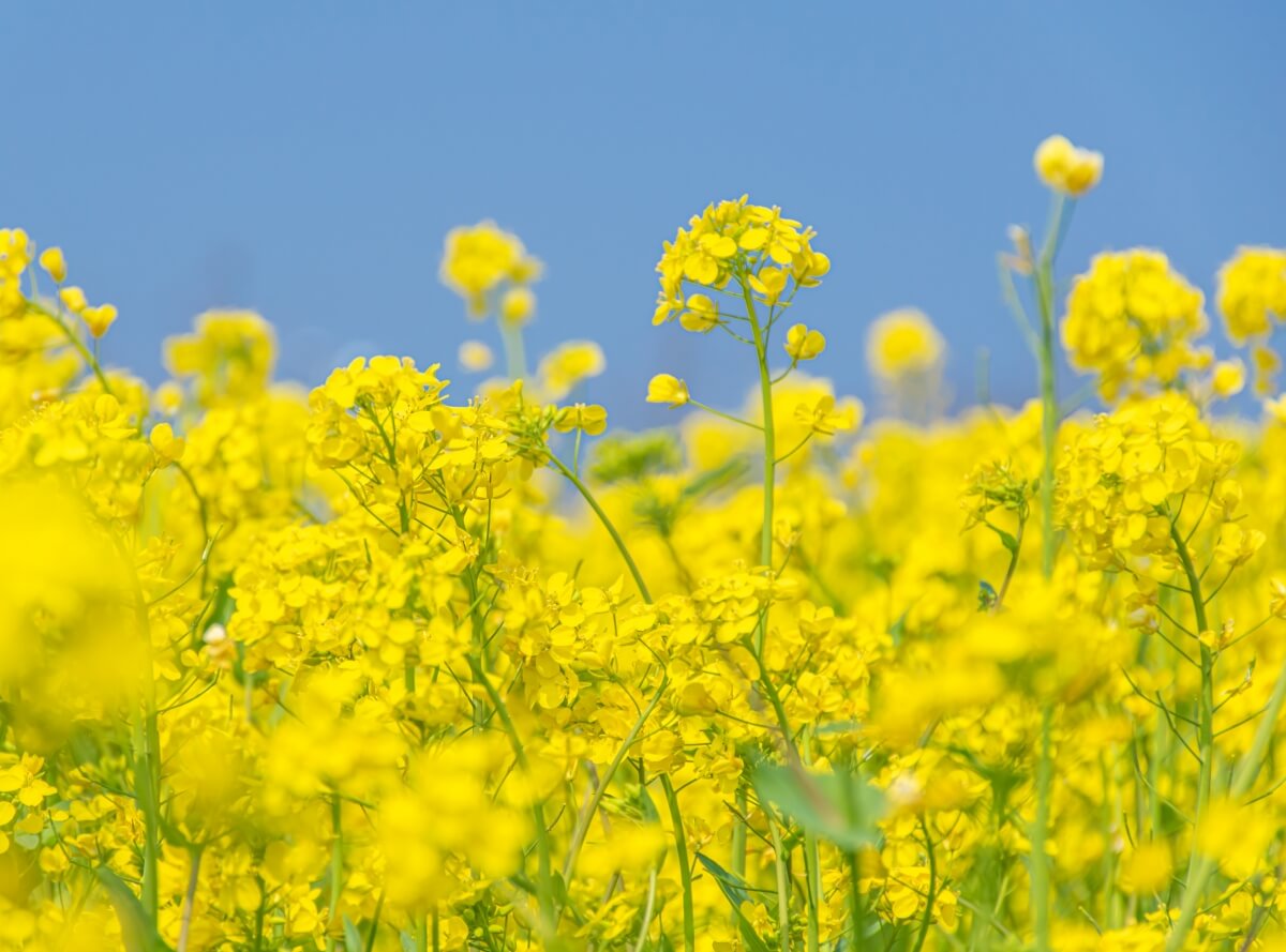 春天 油菜花 5K 风景壁纸