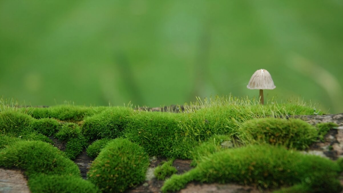 春天 绿草地 苔藓植物 蘑菇 4k 护眼壁纸