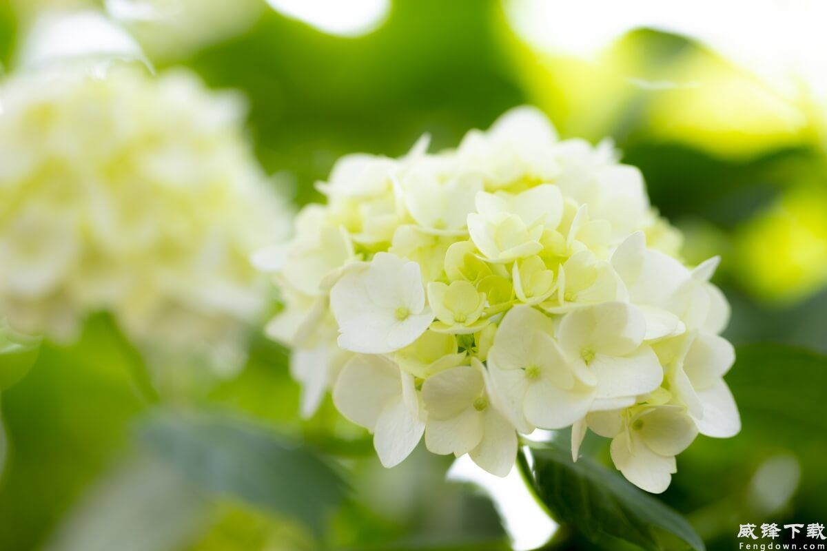 紫阳花4k壁纸